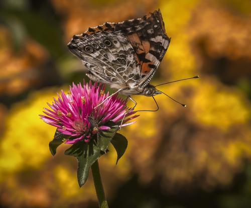 Butterfly and Thistle.jpg