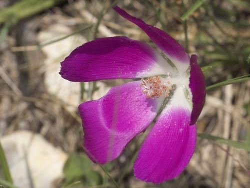 Wine Cup callerboo involuerata.jpg