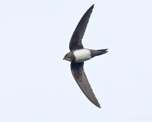 DSC_1382 Alpine Swift-denoise, Dunbar, 25th Mar 2023 (Frank Golding).jpg