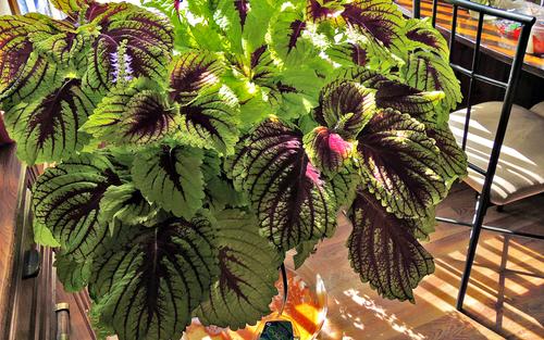 Coleus.jpg