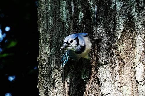 Blue Jay 1.jpg