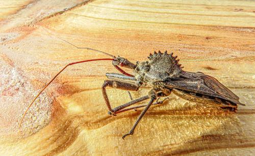 assassin-wheel bug copy.jpg