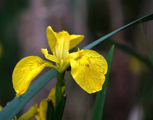 Flower and droplets (Superlarge).jpg