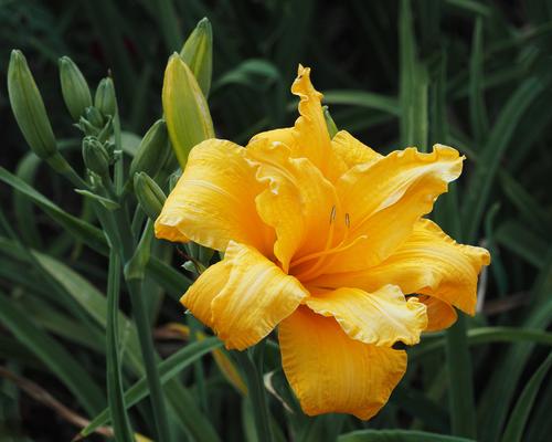 4  Day Lily.jpg