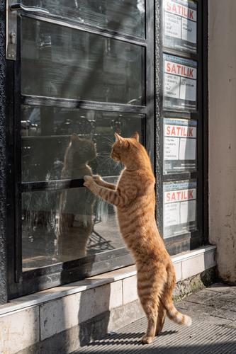 Street Cats of Istanbul