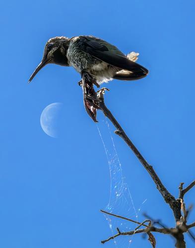 Humming bird contemplating.jpg