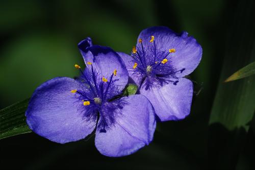 Spiderwort.jpg