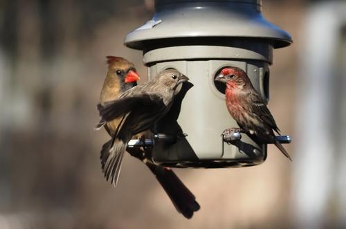 Finches 1.jpg