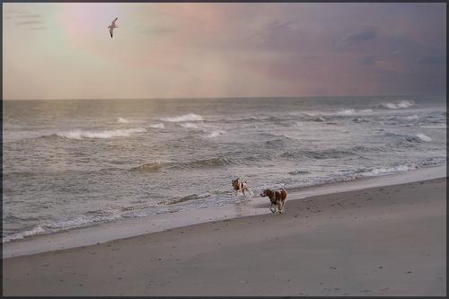 5-14-23 - Dogs on the beach copy.jpg