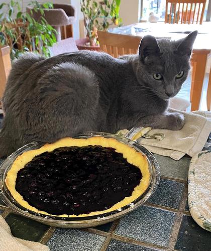 pie cat cropped small.jpg