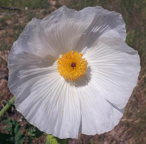 White Prickly Poppy argemone albiflora.jpg