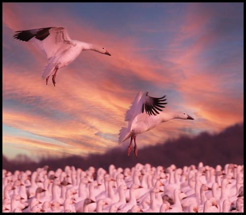 2-19-23 - Late day snow geese - 11.jpg