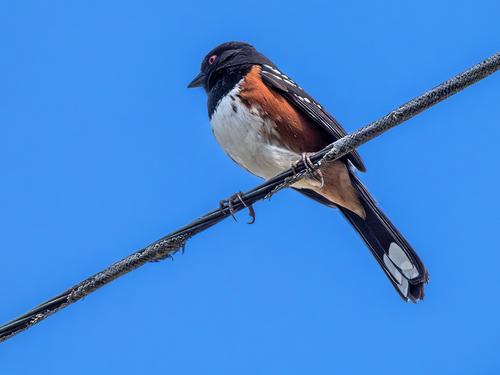 Spotted Towhee sm.jpg