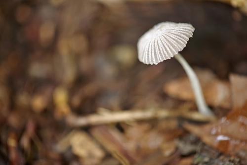 IMGP9117tinymushroom200macro.jpg