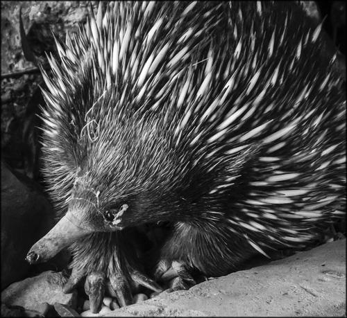 Echidna.jpg