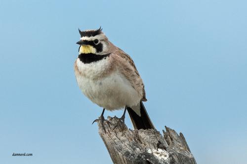 HornedLark_DSC_1125.jpg