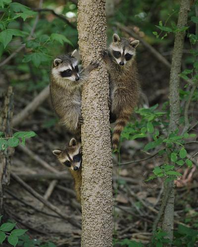 645Z7890threebabyraccoonsintree.jpg