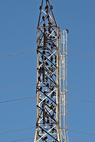 Black Vultures on a tower.jpg