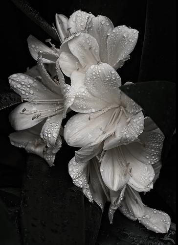 1-26-23 - B&W Clivia.jpg