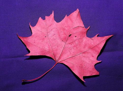 Autumn Leaf.jpg