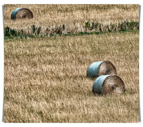 _1050718-HayBales-OldSarum-Salisbury-Wiltshire.jpg