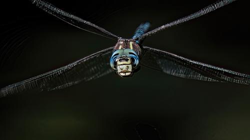 Dragonfly - Copy-SharpenAI-Focus-SharpenAI-Focus.jpg