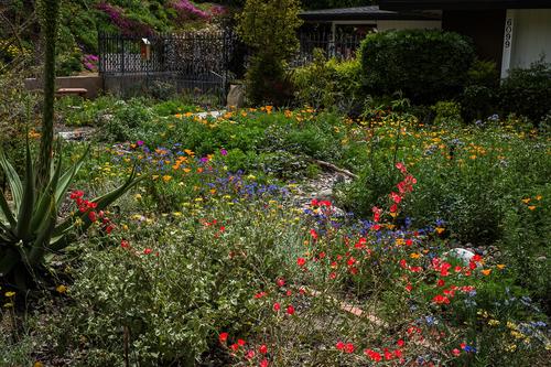 A House of  CAL Native Blooms.jpg