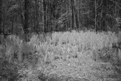 Ferns in woods IR 5-237.jpg