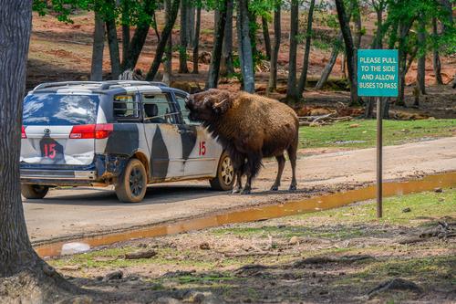 Safari Park 230430 - 48.jpg