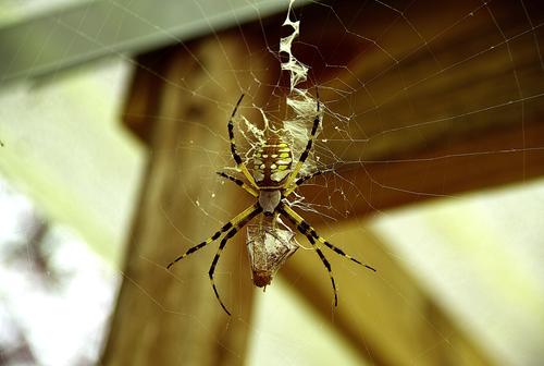 Orb Weaver top.jpg