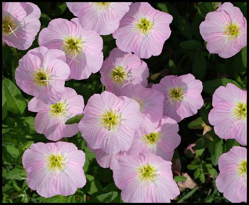 5-21-23 - Flowers.jpg