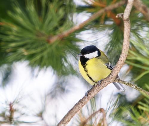 _1010247 Great tit.jpg