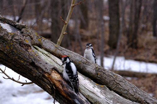 Woodpeckers2 Large.jpeg