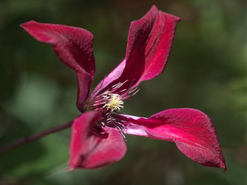 Italian Clematis.jpg