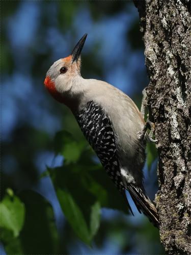 4 Red Breasted Woodpecker.jpg