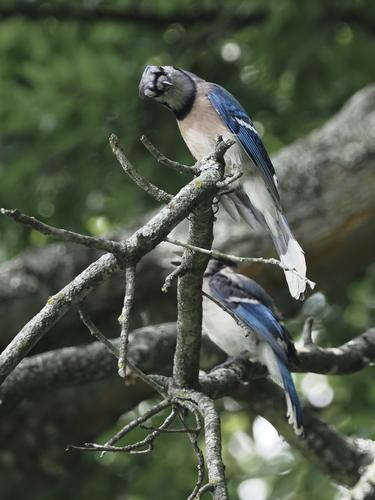 4 Blue Jays over my head.jpg