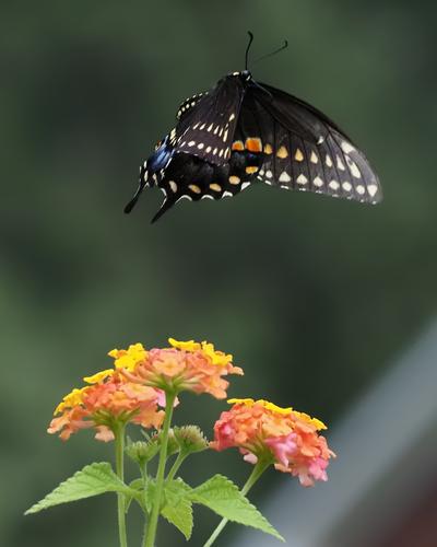 In Flight 5.jpg