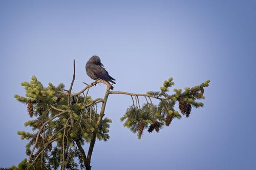 NIKON Z 9NIKKOR Z 800mm f-6.3 VR S Z TC-1.4x copy1 2.jpg