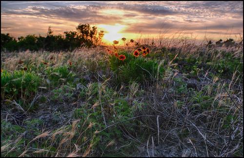 5-7-23 - Sunset flowers - 1.jpg