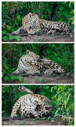 Jaguar Triptych Small.jpg