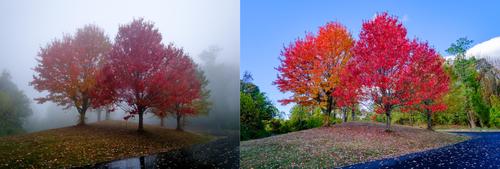 G - Same Fall Trees Consecutive Days.jpg