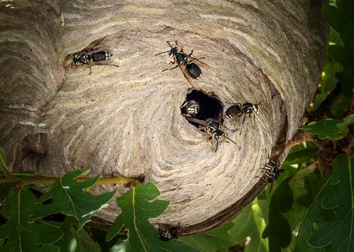 Bald-faced Hornets.jpg