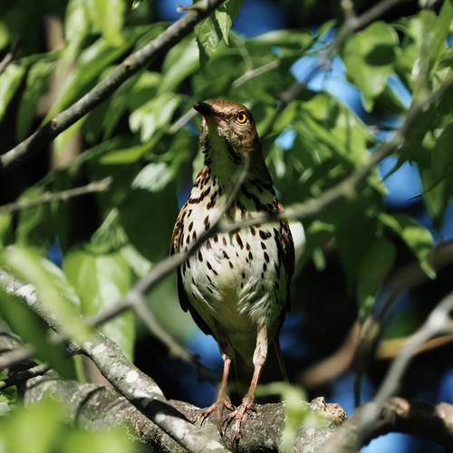 1 Brown Trasher behind branches.jpg